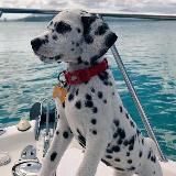 ЯЗЫЧКИ И ТЕМКИ | КАРТИНКИ И СОХРЫ